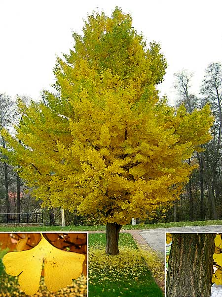 Ginkgo biloba /Jinan dvoulaločný (podzim)/