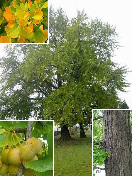 Ginkgo biloba /Jinan dvoulaločný /