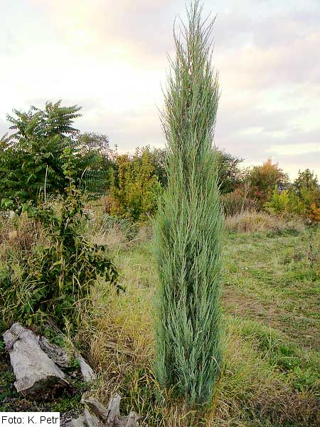 Juniperus virginiana 'Skyrocket'  /Jalovec virginský/