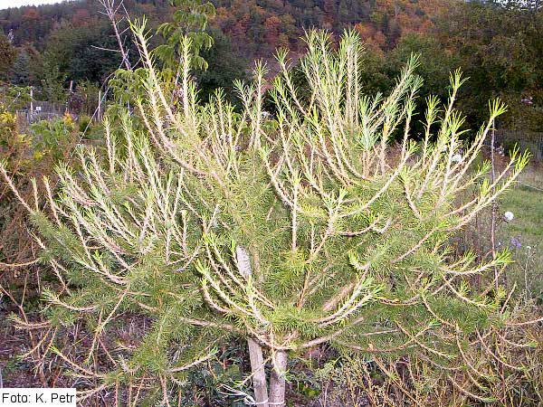 Larix decidua 'Mw Jiroušek' /Modřín opadavý/