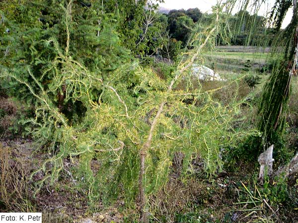 Larix decidua 'Virgata' /Modřín opadavý/