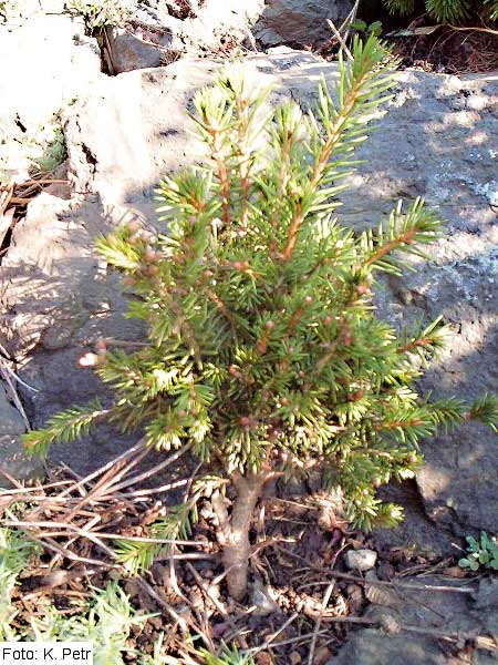 Picea abies 'Humilis' /Smrk ztepilý/