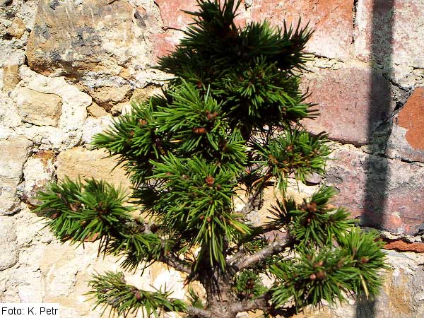 Picea abies 'Krňák'  /Smrk ztepilý/