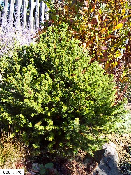 Picea abies 'Vitzeliana' /Smrk ztepilý/