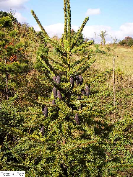 Picea omorika  /Smrk omorika - Pančičův/