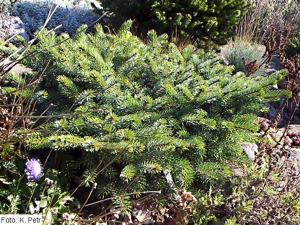 Picea x mariorika 'Compacta' /Smrk /