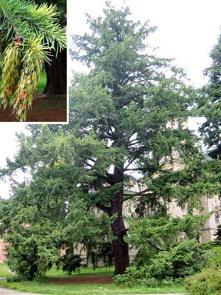 Pseudotsuga menziesii /Douglaska Menziesiova /