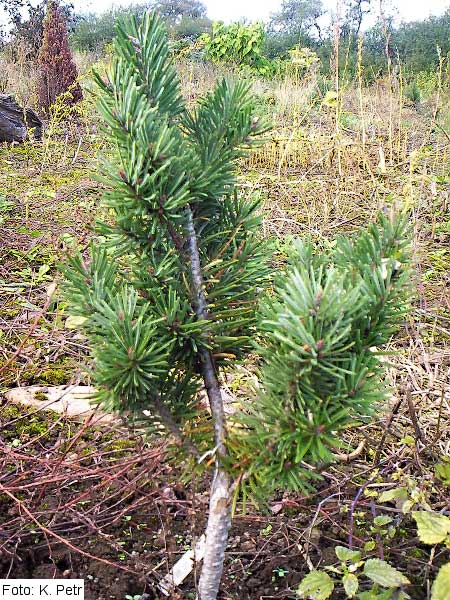 Pseudotsuga menziesii 'Les Bares' /Douglaska Menziesova/