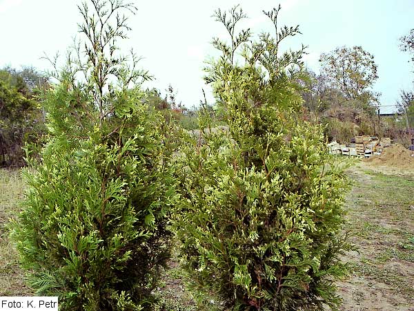 Thuja occidentalis 'Columbia' /Zerav západní/