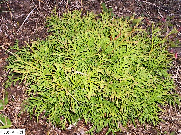 Thuja occidentalis 'Globosa Compacta' /Zerav západní/