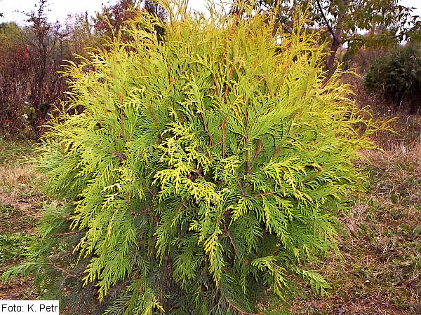 Thuja occidentalis 'Gold Globe' /Zerav západní/