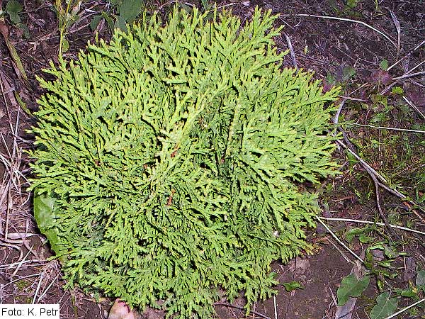 Thuja occidentalis 'Little Giant' /Zerav západní/