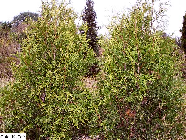 Thuja occidentalis 'Litomyšl' /Zerav západní/