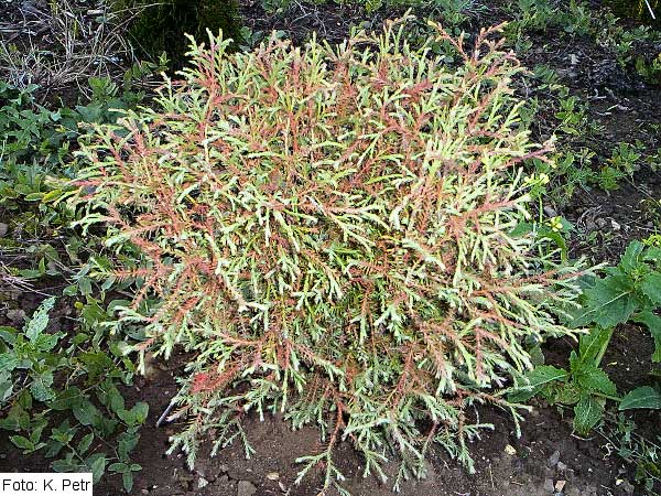 Thuja occidentalis 'Mr. Bowling Ball' /Zerav západní/