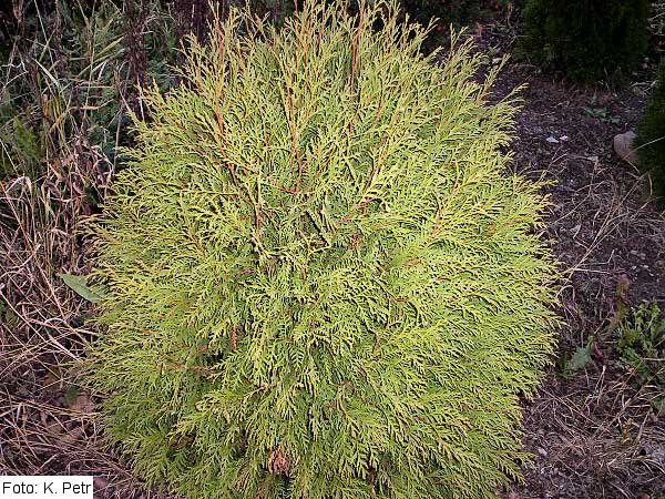 Thuja occidentalis 'Tom Thumb' /Zerav západní/