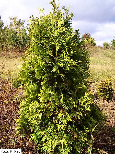 Thuja occidentalis 'Wareana Lutescens' /Zerav západní/