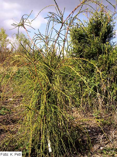 Thuja orientalis 'Balaton' /Zerav východní/