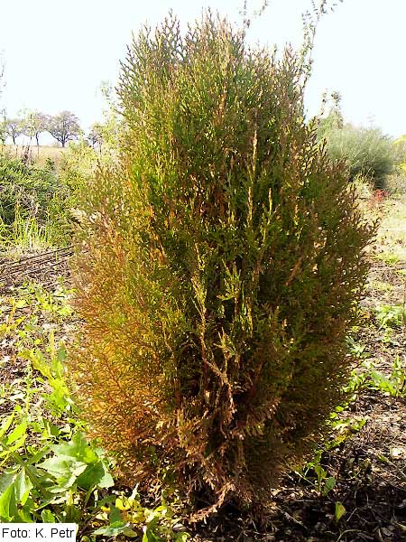 Thuja orientalis 'Compacta' /Zerav východní/