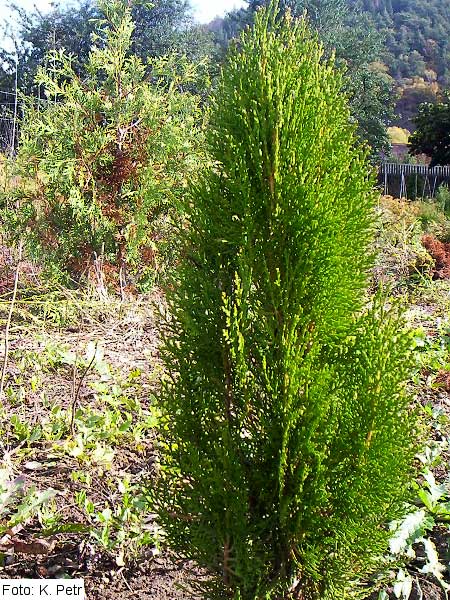 Thuja orientalis 'Madurodam' /Zerav východní/