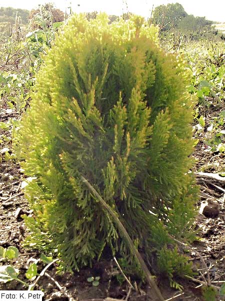 Thuja orientalis 'Morgan' /Zerav východní/