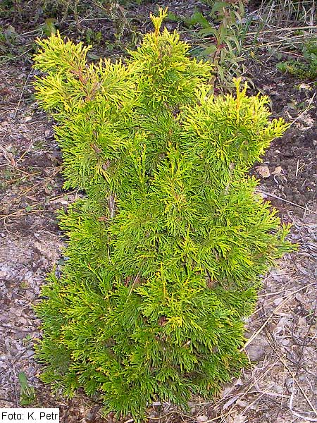 Thuja plicata 'Coopergold' /Zerav obrovský/