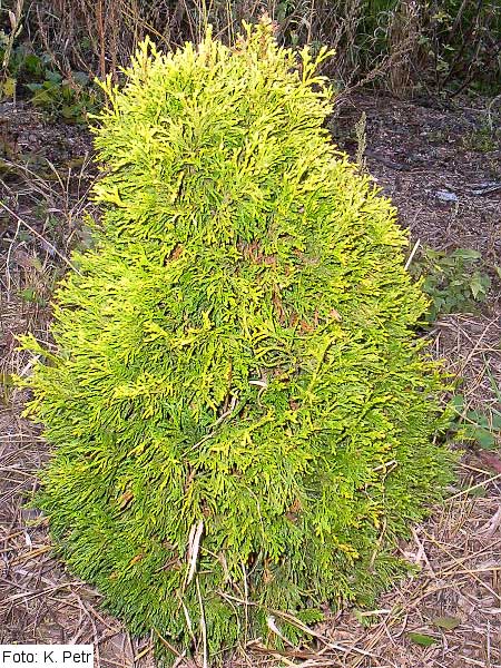 Thuja plicata 'Cuprea' /Zerav obrovský/