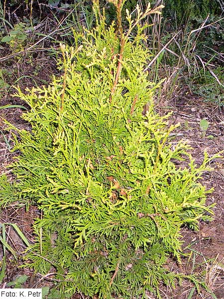 Thuja plicata 'Gold Pearl' /Zerav obrovský/