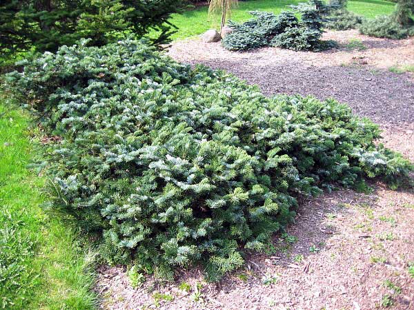 Abies amabilis 'Spreading Star' /Jedle líbezná/