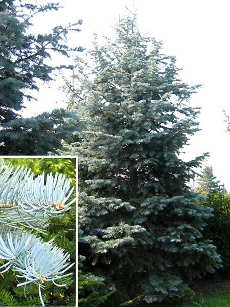 Abies concolor 'Violacea'  /Jedle stejnobarvá/