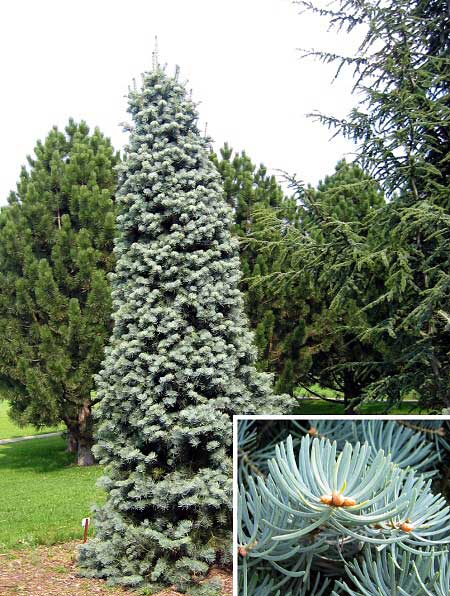 Abies concolor 'Compacta'  /Jedle stejnobarvá/