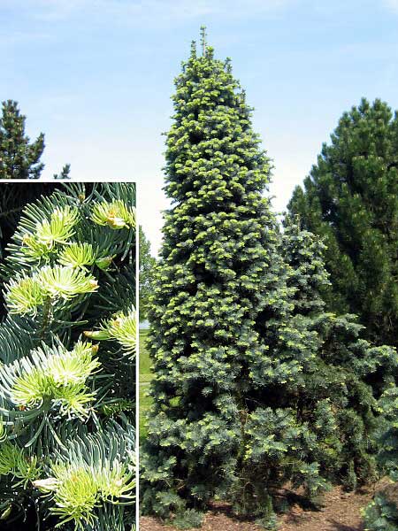 Abies concolor 'Compacta'  /Jedle stejnobarvá/