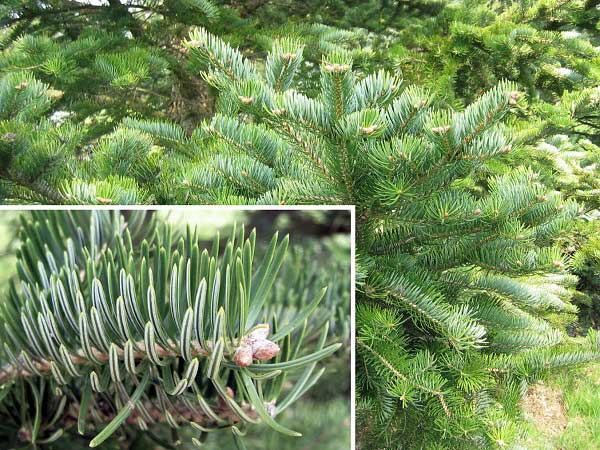 Abies holophylla  /Jedle jehlicovitá/