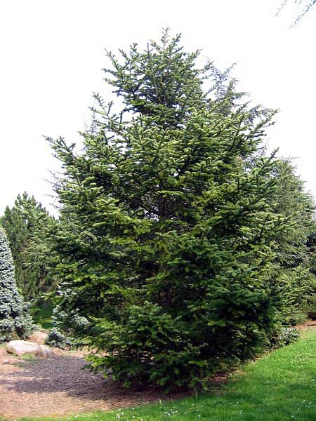 Abies holophylla  /Jedle jehlicovitá/