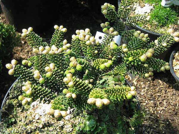 Abies koreana 'Oberon'  /Jedle korejská/