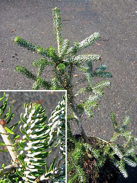 Abies koreana 'Silberlocke'  /Jedle korejská/