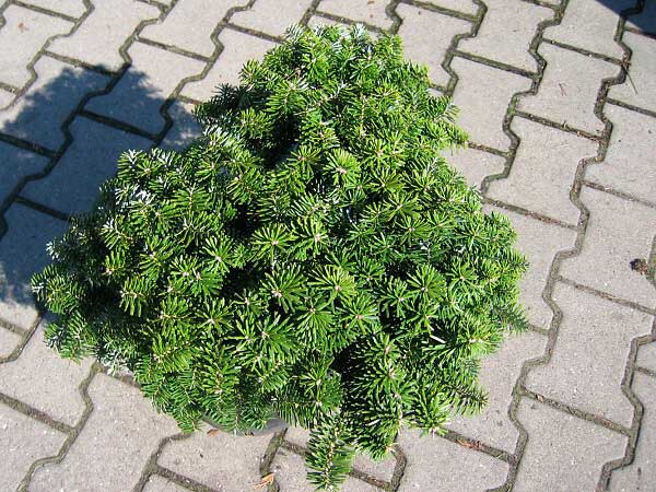 Abies koreana 'Tundra' /Jedle korejská/