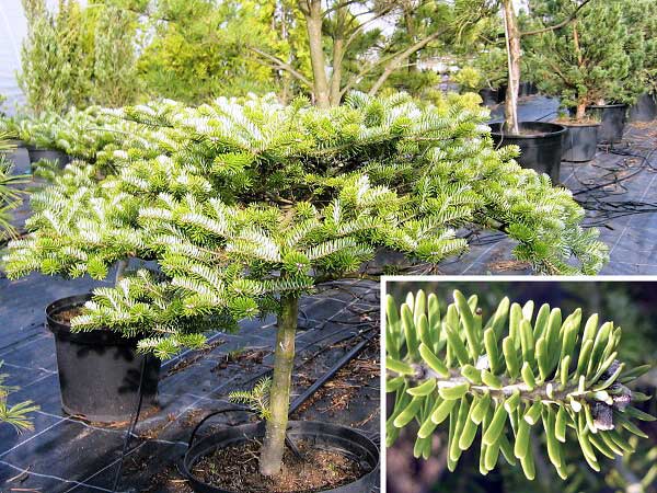 Abies koreana 'Fliegende Untertasse'  /Jedle korejská/