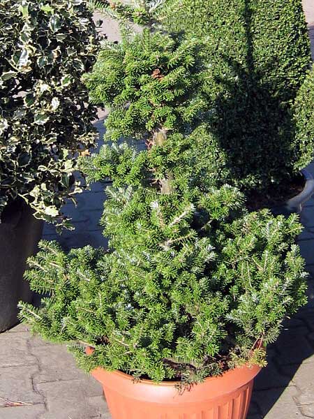 Abies koreana 'Pyramidalis'  /Jedle korejská/