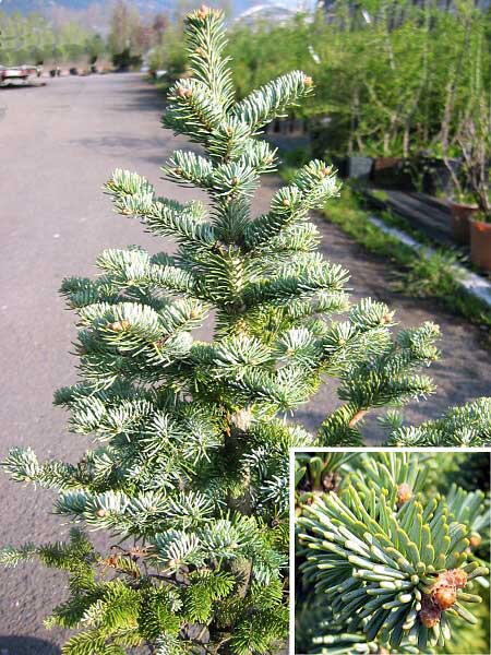 Abies lasiocarpa 'Compacta' /Jedle plstnatoplodá/