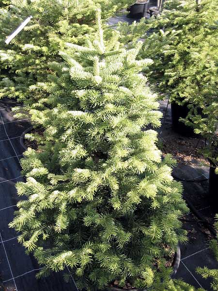 Abies lasiocarpa 'Green Globe' /Jedle plstnatoplodá/