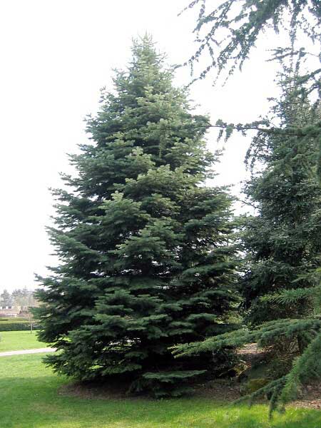 Abies concolor var. lowiana  /Jedle stejnobarvá/