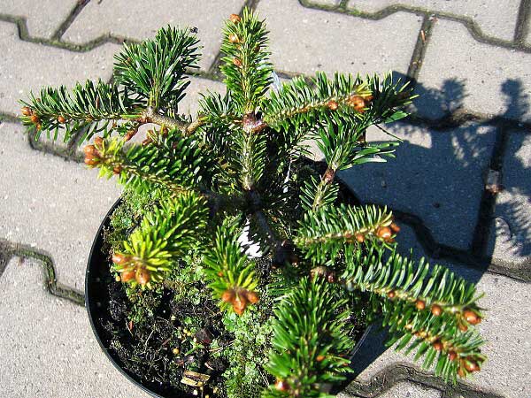 Abies nordmanniana 'Barabis Compa'  /Jedle kavkazská/