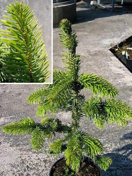 Abies nordmanniana 'Barabits Giant' /Jedle kavkazská/