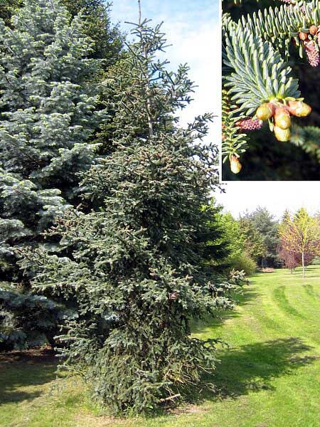 Abies pinsapo  /Jedle španělská/