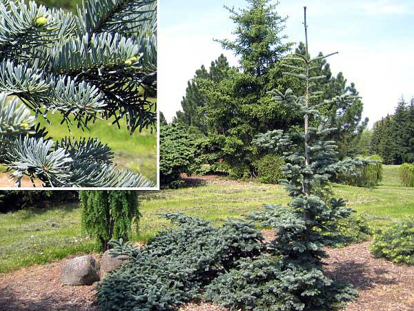 Abies procera 'Prostrata'  /Jedle stříbrná/