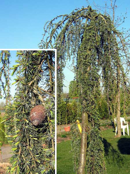 Cedrus atlantica 'Glauca Pendula'  /Cedr atlasský/