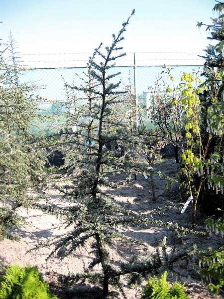 Cedrus libani 'Glauca'  /Cedr libanonský/