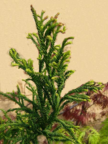 Cryptomeria japonica 'Rasen'  /Kryptomerie japonská/