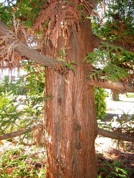 Cryptomeria japonica  /Kryptomerie japonská/