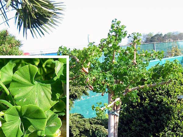 Ginkgo biloba 'Mariken'  /Jinan dvoulaločný/